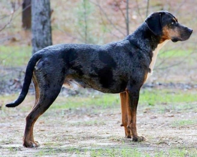 Top 10 Best Hog Hunting Dogs - Hunting heart