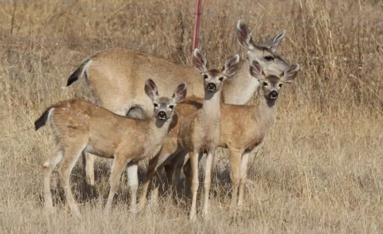 Mule Deer Hunting: Beginners Guide - Hunting Heart