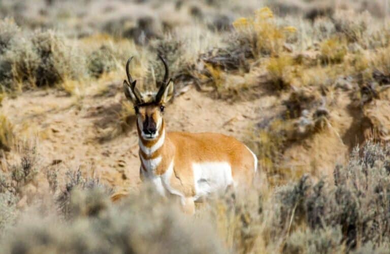 Pronghorn Hunting: Beginner's Guide - Hunting heart