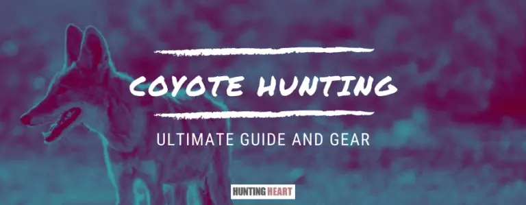 Coyote Hunting: Ultimate Guide And Gear - Hunting Heart