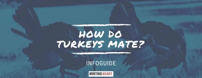 How Do Turkeys Mate? What Hunters Need to Know about Turkey Mating, and ...