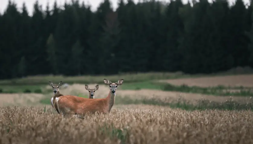 Can Deer Be Domesticated?