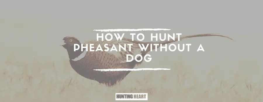 Cómo cazar faisanes sin perro