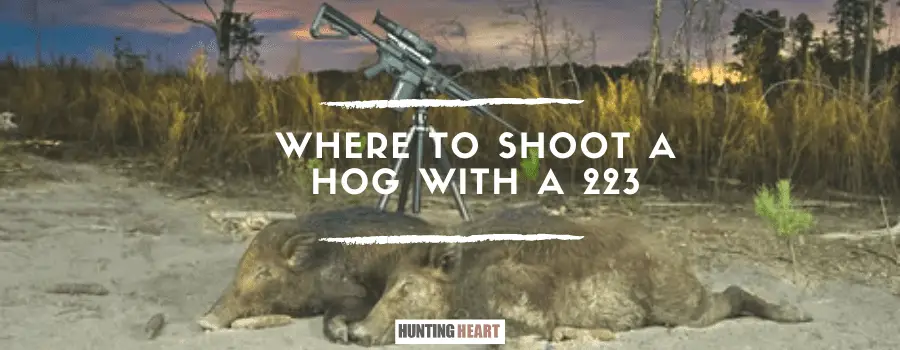 Dónde disparar a un cerdo con una 223
