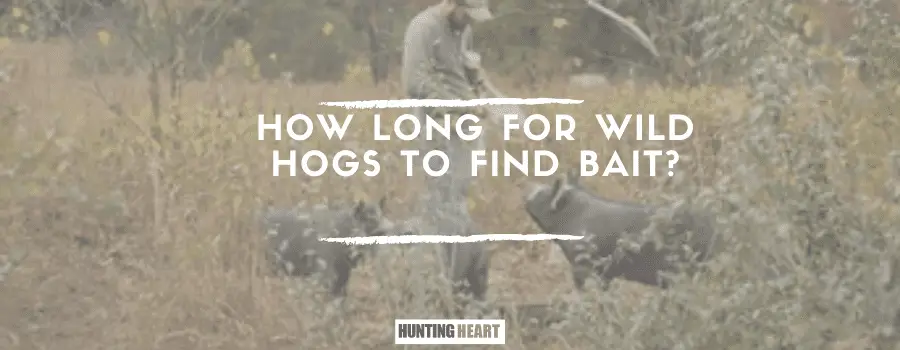 Wie lange brauchen Wildschweine, um den Köder zu finden?