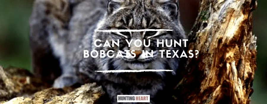 Kann man in Texas Bobcats jagen?
