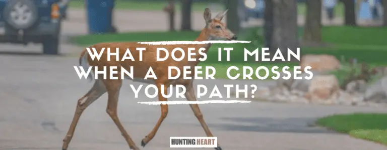 what-does-it-mean-when-a-deer-crosses-your-path-hunting-heart