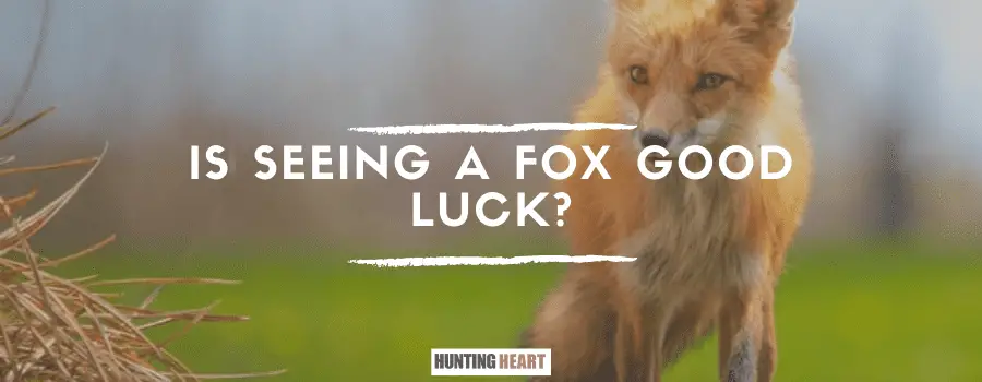 ¿Ver un zorro da buena suerte?