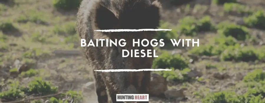 Baiting Hogs With Diesel