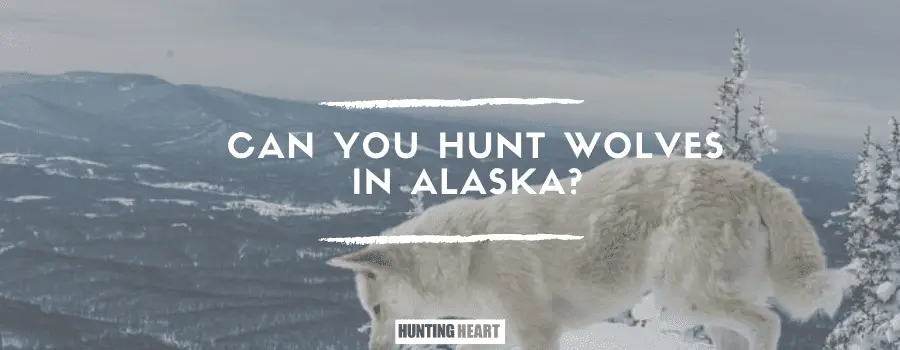 Kann man in Alaska Wölfe jagen?
