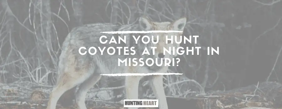 ¿Se pueden cazar coyotes de noche en Missouri?